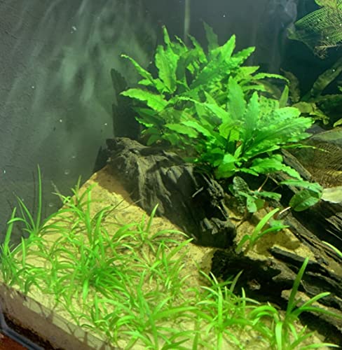 Marcus Fish Tanks - Cryptocoryne Wendtii Green Crypt Wendtii Easy Live Aquarium Plants for Aquatic Freshwater Fish Tank B2 GET 1