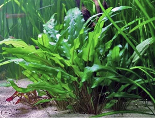 Marcus Fish Tanks - Cryptocoryne Wendtii Green Crypt Wendtii Easy Live Aquarium Plants for Aquatic Freshwater Fish Tank B2 GET 1