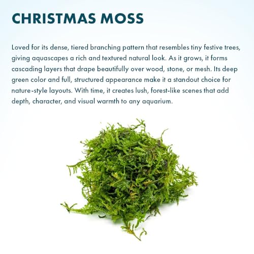 SubstrateSource Christmas Moss Live Aquarium Plant - Freshwater Fish Tank Decorations for Natural Aquatic Décor (Golf Ball) - color: Christmas - Golf Ball, size: 1 Pack