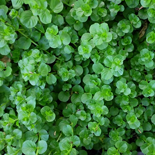 Chalily Creeping Jenny 'Green', a Great Live Pond Plant for Your Water Garden. Filters The koi and Goldfish Pond. Good for Bogs, Plant Shelf or Shallow Water This marginal Aquatic is a Real Beauty - color: Creeping Jenny 'green'