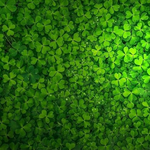 3 Pack Freshwater Aquarium Decor, Easy Growing Dwarf Carpet for Fish Tank/Terrarium, Natural Aquatic Plant Growth Material (Lucky Grass) - color: Lucky Grass