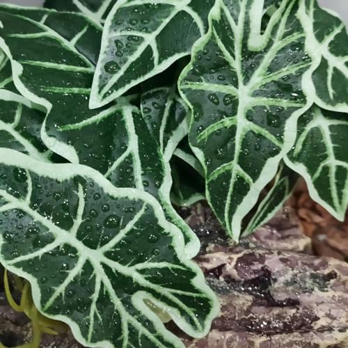 Reptile Plants,Terrarium Decor,Amphibian Habitat Decor,Artificial Plants for Gecko Chameleon Snake Tortoise Tank Accessories with Base(Alocasia) - color: Alocasia