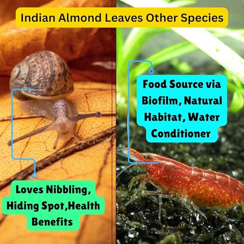 50Pcs Axolotl Indian Almond Leaves for Aquarium 6" Catappa Leaf Litter Natural Habitat Enrichment Supports Slime Coat Health Maintains Water Quality, Tank Accessories