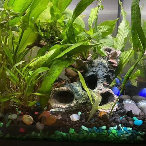 DoubleWood 2 PCS Decaying Trunk Betta Fish Driftwood Resin Crafts Ornament with Holes & Aquarium Caves Fish Tank Wood Decor - size: 2 Pcs