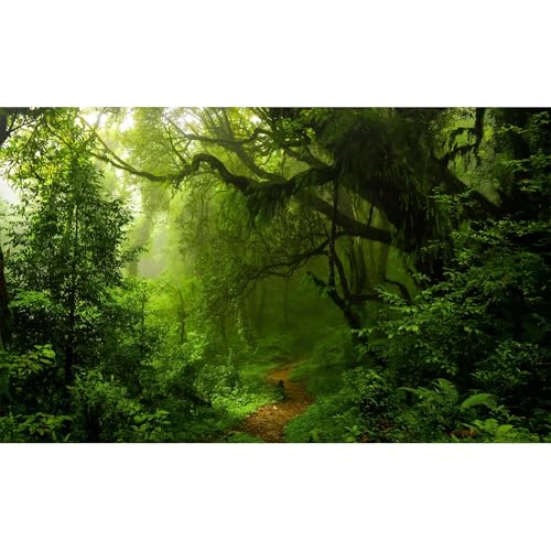 Tropical Rainforest Aquarium Background Lush Green Jungle Dense Trees Plants Fish Tank Background Majestic Serene Deep Forest Terrarium Backgrounds Foggy Woodland Reptile Tank Backgrounds 24x16in - color: Dark Green, size: 24(W)x16(H)in