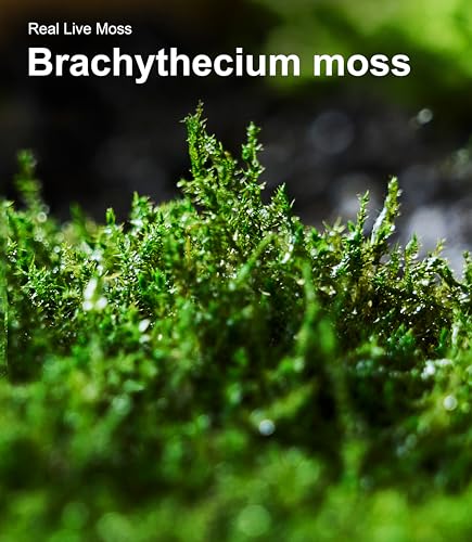 Live Moss 4-Pack (Each 3.5"x7") – Real Mixed Moss for Terrariums, Reptile Habitats, Fairy Gardens & Potted Plants – 4 Random Varieties, Easy to Revive, Natural Green Decor