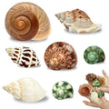7PCS Medium Large Hermit Crab Shells | Natural Sea Conch Size 2"-2.8" | Mixed Turbo Seashells Set for Small to Medium Hermit Crab Supplies, Saltwater Crab Habitat and Beach Decor Sea Shells