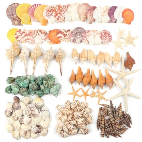 Fangoo 1.5 LB Mixed Sea Shells, 130+ PCS Beach Seashells Starfish Oyster Shells Various Sizes Ocean Seashells for Fish Tank Vase Fillers Beach Theme Party Wedding Decor DIY Crafts Home Decorations - color: Colorful-1
