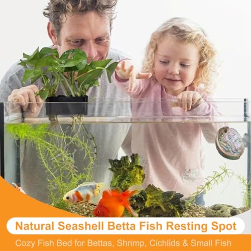 2Pcs Betta Fish Resting Spot Bed Shell House Dual Habitat Aquarium Hideout Toys for Beta Fish Floating Beds and Tank Hides Seashell Hide Accessories with Hammock Resting Spots and Hiding
