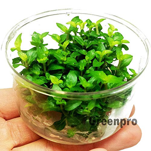 Staurogyne Repens Carpet Foreground Live Aquarium Plants Vitro TC Cup for Freshwater Fish Tank Decorations