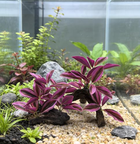 M2cbridge Fish Tank Plastic Soft Grass Artificial Betta Water Plants Decoration Goldfish Hide 2pcs (Purple) - color: Purple