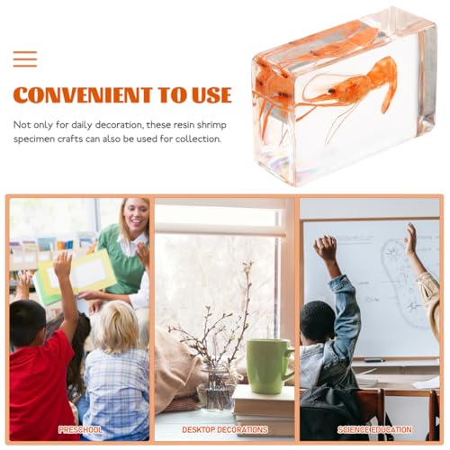 GARVALON Artificial Resin Shrimp Specimen for Education and Home Collection Teaching Tool for Science Class Decorative Paperweight with Realistic Shrimp Display Biology Studies