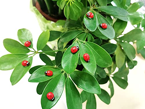 Fairy Garden Accessories Miniatures Sculptures Statues,Yard Decor for Outside Gnomes Outdoor Decor for Patio Zen - size: Lady bug
