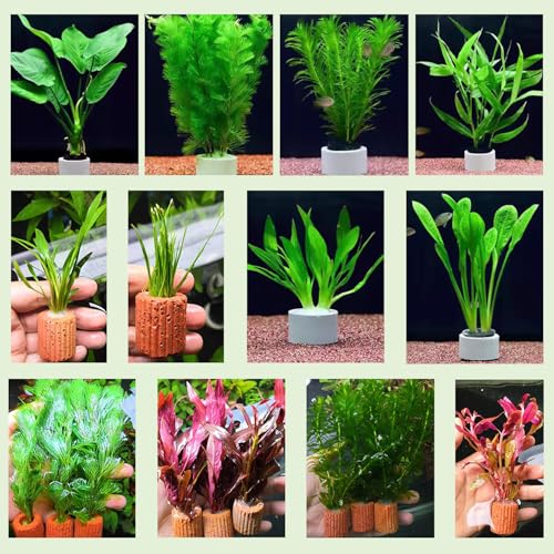 26 Pack New Upgrade Aquarium Plant Weights, Aquatic Water Plant Fixed Rings, Water Plants Cultivation Fixed Ring Plant Pot for Secure Aquatic Plant Placement (26PCS)