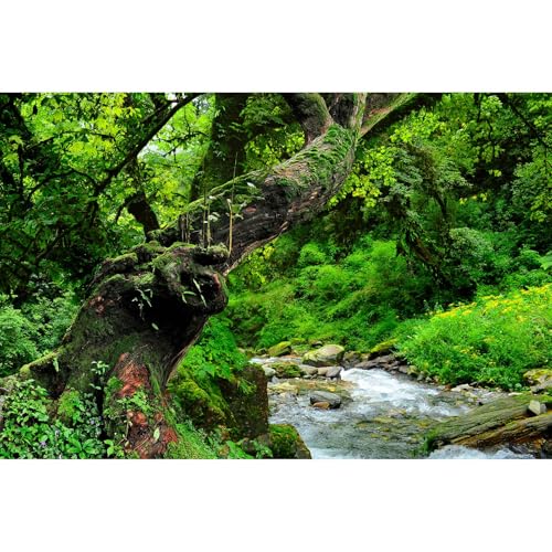 Jungle Rainforest Aquarium Background Lush Green Old Trees Stream Terrarium Background Rock River Forest Natural Landscape Fish Tank Background Jungle Style Reptile Habitat Background 24x12in - color: Forest Green, size: 24(W)x12(H)in