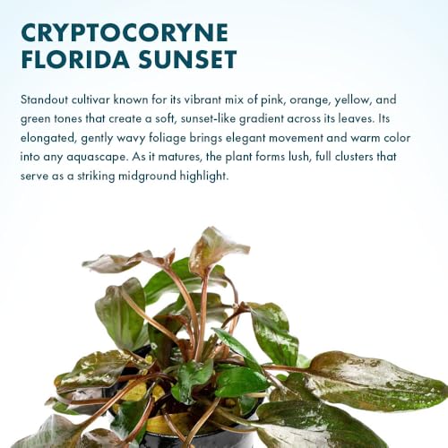 SubstrateSource Live Plants - Cryptocoryne Wendtii 'Florida Sunset' (Cryptocoryne wendtii) - Medium to High Light, Pink-White Accent for Midground Freshwater Aquarium Aquascaping - Pot - color: Florida Sunset, size: Pot