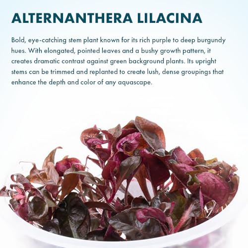 SubstrateSource Live Plants - Purple Scarlet Temple (Alternanthera lilacina) - Moderate to High Light Reddish Purple Stem Plant for Midground to Background Aquascapes - Tissue Culture Cup - color: Alternanthera Reineckii Lilacina Red Stem