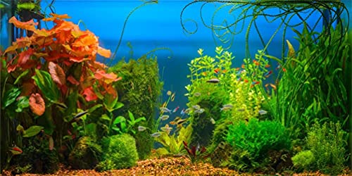 AOFOTO 6x3ft Aquarium Backdrop Decoration Blue Ocean Fish Deep Water Plants Seabed Scene Underwater Scene Background for Photography Kids Adults Birthday Party Events Photo Studio Props Vinyl - size: 6x3ft