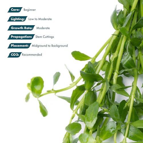 SubstrateSource Live Aquarium Stem Plants - Freshwater Aquatic Plant for Fish Tanks, Aquascaping - (Moneywort Bacopa Monnieri, 1 Bunch) - color: Bacopa Monnieri, size: Lead Bunch - 1 Pack