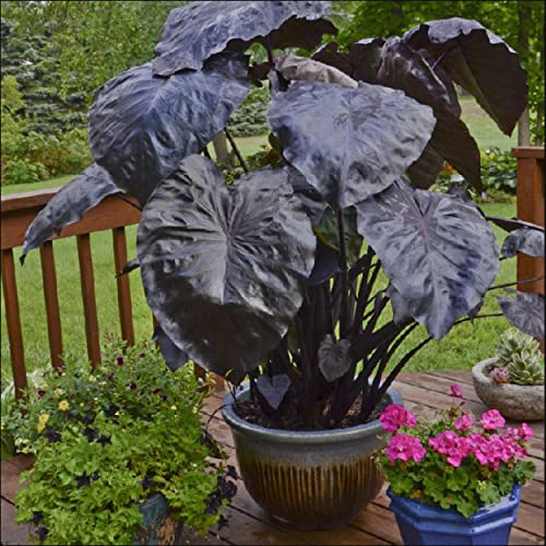 Black Coral Taro, a Great Live Pond Plant for Your Water Garden. Filters koi and Goldfish Ponds. Good for Bogs, Plant Shelf or Shallow Water This marginal Aquatic is a Real Beauty - color: Black Coral Taro