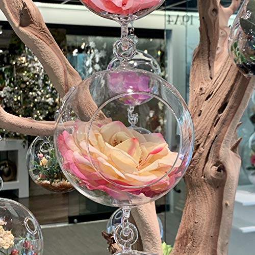 WGV Hanging Terrarium Globe, Width 5", Height 7", Double Hook, DIY Air Succulent Planter, Clear Glass Vase Orb, Candle Holder for Windowsill Outdoor Garden Decor, 6 Pieces Bulk - size: 5" Double Hook
