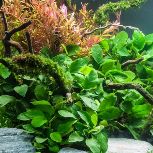 Potted Anubias Plants | Live Freshwater Aquatic Plants for Aquariums and Terrariums - Low Light, Low Maintenance Plants. (Potted Anubias VAR Nana, 5 Pack) - color: Potted Anubias VAR Nana