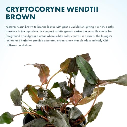 SubstrateSource Cryptocoryne Live Aquarium Plants - Freshwater Plant for Aquariums, Planted Fish Tanks - Beginner Friendly (Wendtii Brown, 3 Pots (15-20 Plants)) - color: Wendtii Brown, size: 3 Pots
