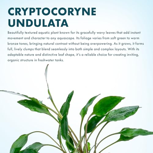 SubstrateSource Cryptocoryne Live Aquarium Plants - Freshwater Plant for Aquariums, Planted Fish Tanks - Beginner Friendly (Undulata, 1 Pot (3-5 Plants)) - color: Undulata, size: Pot