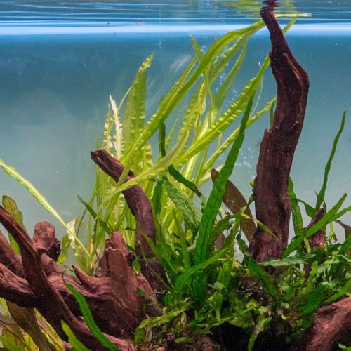 SubstrateSource Cryptocoryne Live Aquarium Plants - Freshwater Plant for Aquariums, Planted Fish Tanks - Beginner Friendly (Balansae, 5 Pots (20-25 Plants)) - color: Balansae, size: 5 Pots