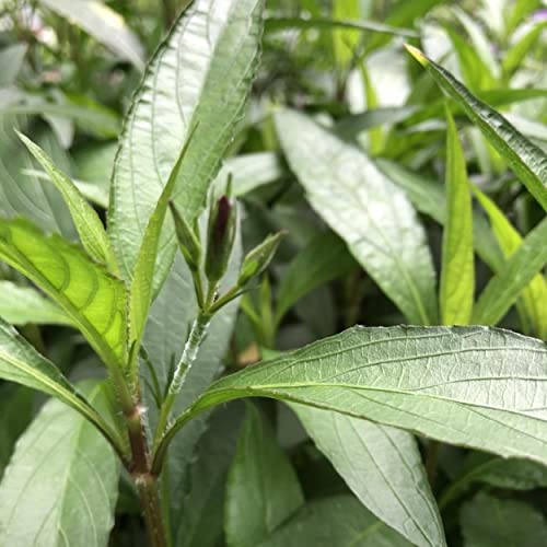 Chalily Blue Bells, a Great Live Pond Plant for Your Water Garden. Filters koi and Goldfish Ponds. Good for Bogs, Plant Shelf or Shallow Water This marginal Aquatic is a Real Beauty - color: Blue Bells
