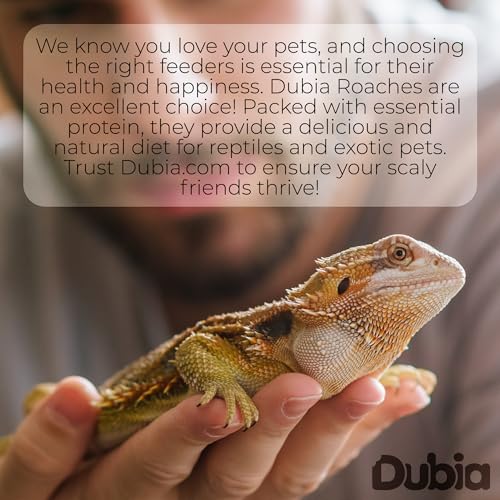 100 Small 1/2 Inch Dubia Roaches Live, Ideal for Amphibians & Invertebrates, Nutritious & Easy to Keep Live Cockroaches, Perfect for Reptiles, Birds, Rodents, Fish, and More