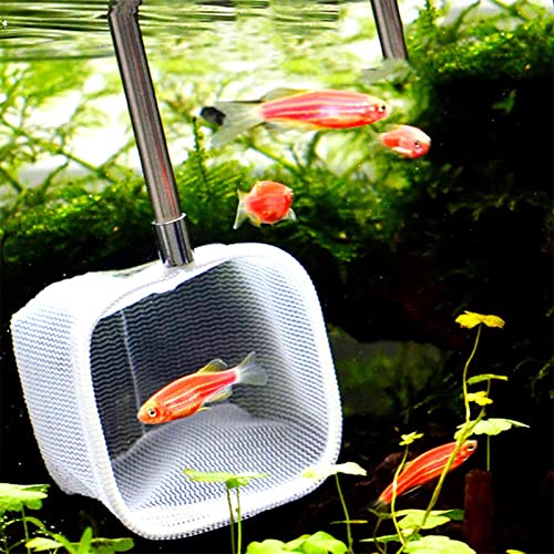 Rengue Fishing Net Aquarium Fish Net, Fish Tank Shrimp for Shrimp Tank and Accessories - color: Green, size: Square mouth