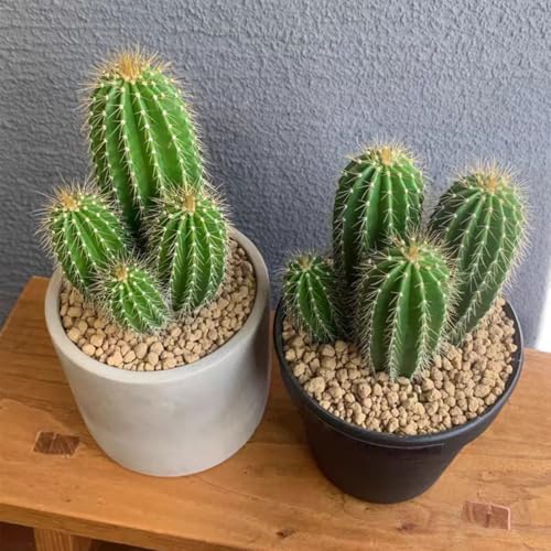 YISZM Succulent and Cactus Maifanitum Stones Garden Accessorie Rocks Pumice for Indoor Plants, Bonsai, Fairy Gardening, Vases Fillers, Terrarium, 2lb - color: Maifanitum Stones, size: 2 Pounds