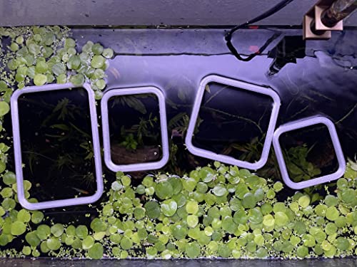Squared Aquarium Feeding Ring Translucent (4x3 Inch) - size: 4x3 Inch