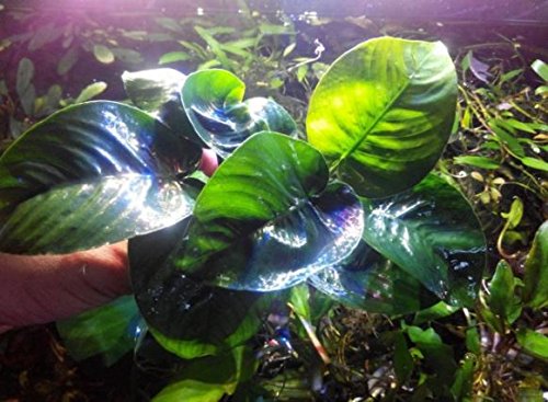 (Anubias Barteri Butterfly) Anubias, Java Fern, Moss and More! Freshwater Live Aquarium Plants on Driftwood for Aquatic Tropical Fish Tank Decorations - Easy to Drop