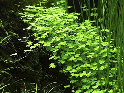 Tissue Culture Live Aquarium Plants | in Vitro Freshwater Aquatic Plants for Small Aquariums and Foreground (Dwarf Pennywort) - style: Dwarf Pennywort