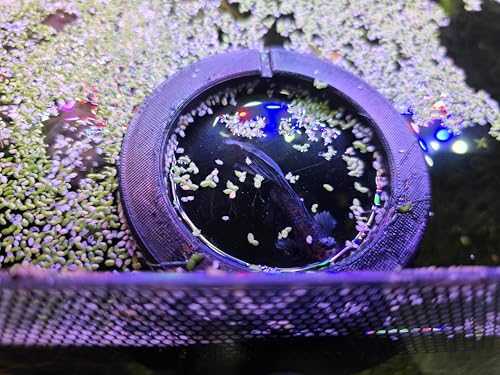 L&D Creations Floating Betta Fish Feeding Ring and Hide