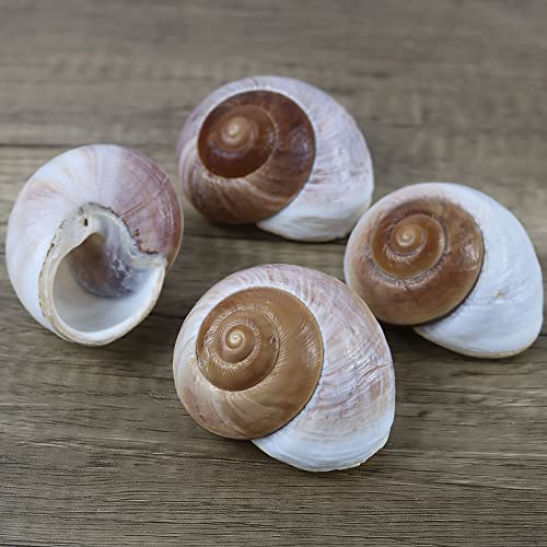 4 Pack Large Hermit Crab Shells, Muffin Snail, Turbo, Giant Land Snail | Hermit Crab House for Fish Tank Aquarium Decoration, Beach Home Decor, Wedding Centerpieces, 2.75"-3"