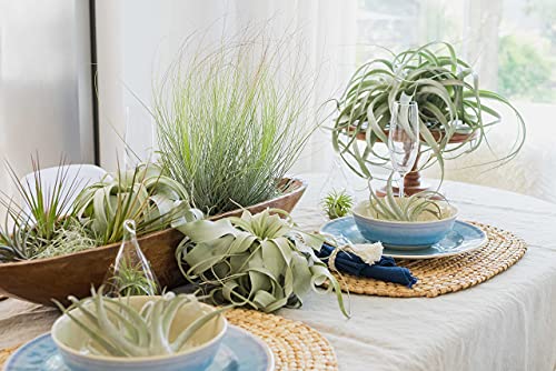 Seedling Xerographica Air Plants 2 to 4 Inch Wide - Tillandsia Succulent House Plants - Available in Wholesale and Bulk - Home and Garden Decor Holders - Easy Care Indoor and Outdoor Plants (1 PC) - size: 1 Count (2-4 inches wide)