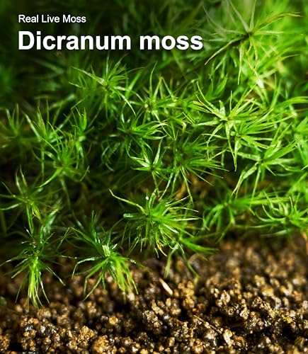 Live Moss 4-Pack (Each 3.5"x7") – Real Mixed Moss for Terrariums, Reptile Habitats, Fairy Gardens & Potted Plants – 4 Random Varieties, Easy to Revive, Natural Green Decor