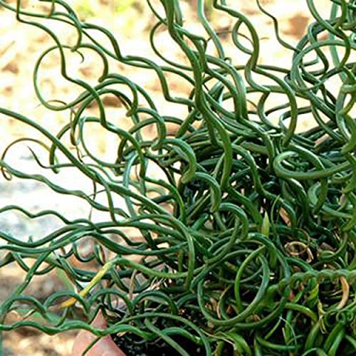 Chalily Corkscrew Rush, a Great Live Pond Plant for Your Water Garden. Filters The koi and Goldfish Pond. Good for Bogs, Plant Shelf or Shallow Water This marginal Aquatic is a Real Beauty - color: Corkscrew Rush