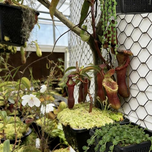 6 Pack Square Aquatic Plant Planter Basket - 7 Inch (18cm) Mesh Pond Plant Pots, Plastic Slotted Design for Water Garden, Aquaponics & Hydroponics Outdoor Use
