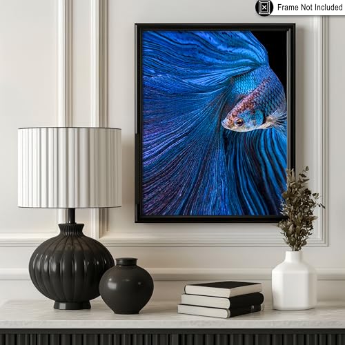 Monem Art Aquarium Fish Print - Blue Moon Poster - Siamese Fighting Fish Art - Animal Photography Wall Decor - Living Room or Office Decor - 12x16 Unframed Wall Art by Andi Halil - color: Style-04, size: 12"L x 16"W