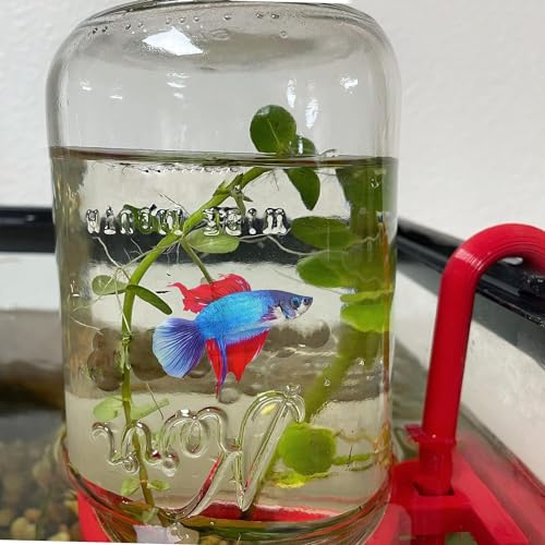 Aqua Cove - Red Inverted 32oz Mason Jar Holder for Aquariums