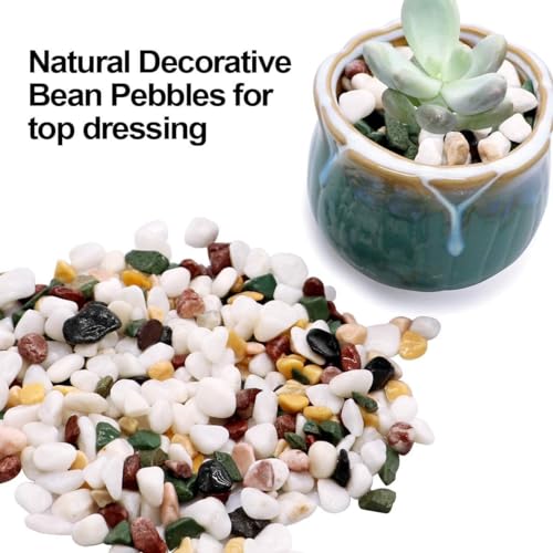 TOYPOPOR 6LB Succulent and Cactus Gravel Pebbles, 1/5 Inch Natural Decorative Polished Stones, River Rocks for Plants, Vases, Aquariums, Terrarium and Outdoor Gardening, Mixed Color - color: Five Colors Mixed, size: 6 lb