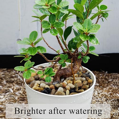 FANTIAN 2 lbs Aquarium Gravel, 2/5 inch Pea Gravel for Fish Tank, Decorative Pebbles River Rocks for Plants Succulent Vase Indoor Water Fountains and Outdoor Landscaping - size: 2/5 Inch
