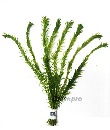 3 Bundles Anacharis Egeria Densa Elodea Live Aquarium Plants Freshwater Pond Aquatic Water Plant Decorations by Greenpro