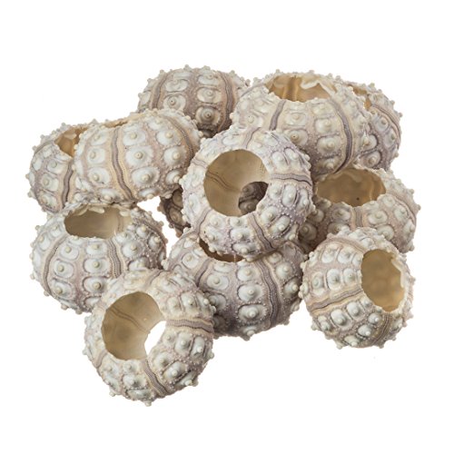 Nautical Crush Trading 12 Purple Sputnik 1.5-3" Sea Urchin Shells - Air Plant Holder - No Plants Included - size: 12 Pack