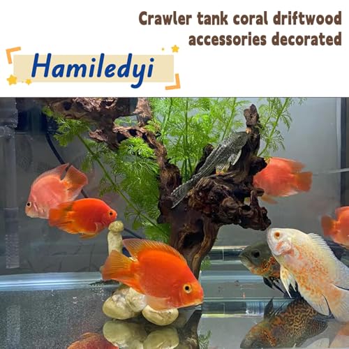Hamiledyi Aquarium Driftwood 3PCS Natural Trunk Driftwood Assorted Branches 8-12" Reptile Wood Decor Terrarium Ornament Fish Tank Decoration - size: XL:Mopani Driftwood (8-12in 3PCS)