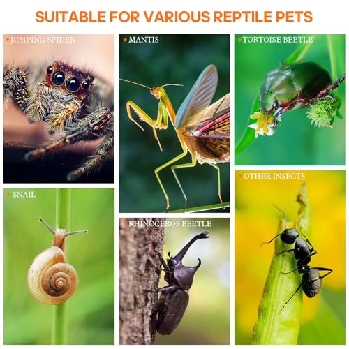 Jumping Spider Enclosure, Small Acrylic Terrarium, Magnetic Front & Top Opening, Bug Habitat for Jumping Spiders, Tarantulas, Praying Mantis, Snails (3.14" x 3.14" x 5.9") - size: Basic Vertical-Mini